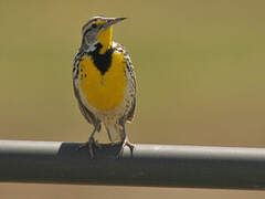 Western Meadowlark