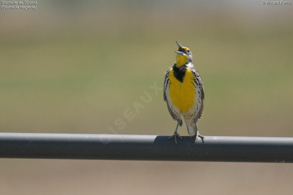 Western Meadowlarkadult