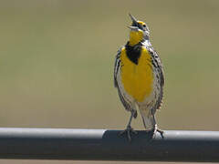 Western Meadowlark