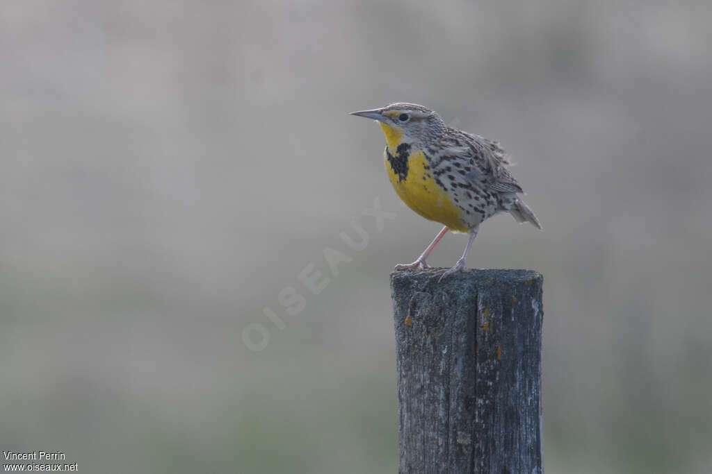 Western Meadowlarkadult, pigmentation, Behaviour