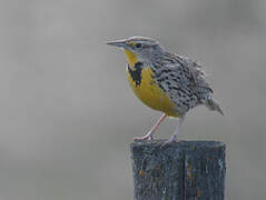 Western Meadowlark