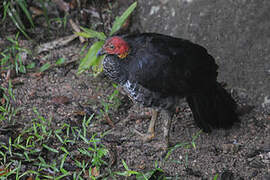 Australian Brushturkey