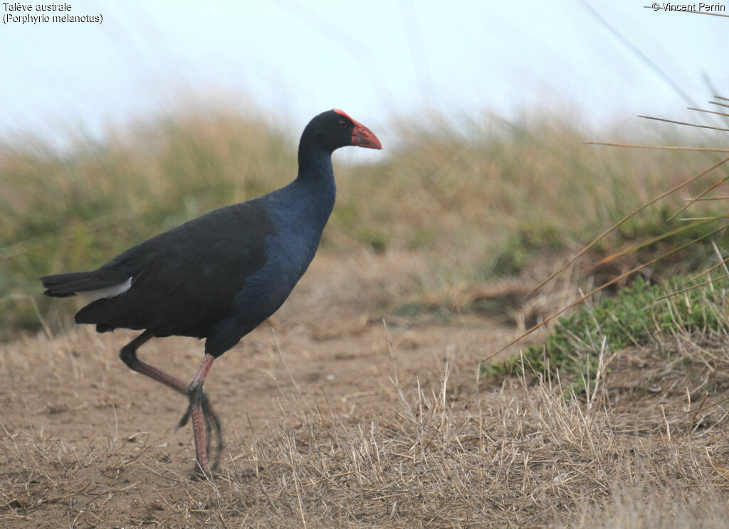 Talève australe