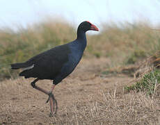 Australasian Swamphen