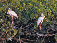 Yellow-billed Stork