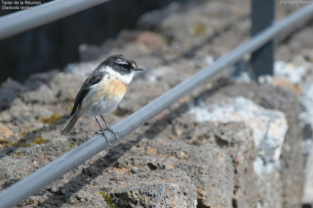 Reunion Stonechat