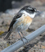 Reunion Stonechat