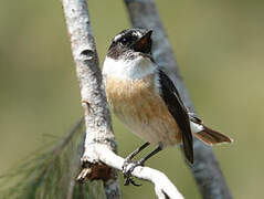 Reunion Stonechat