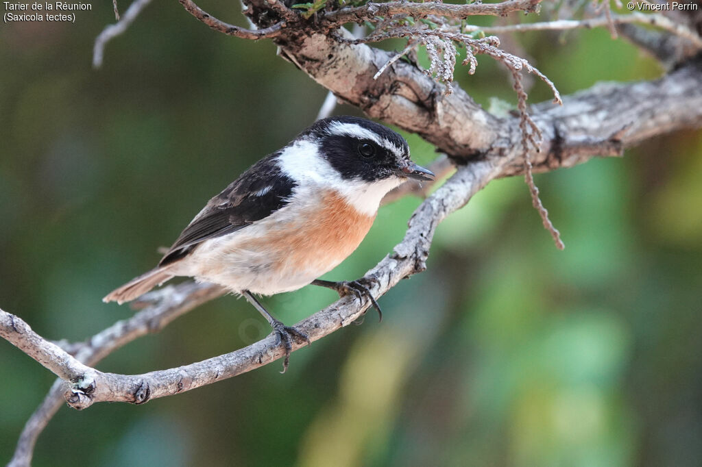 Reunion Stonechat male adult