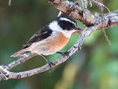 Reunion Stonechat