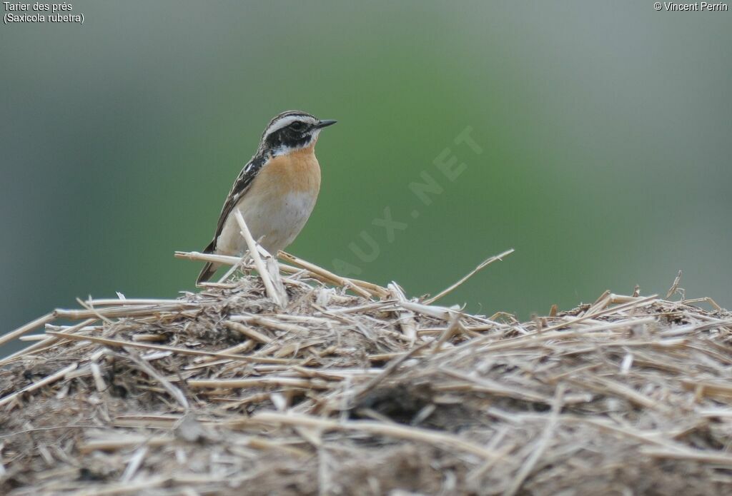 Whinchat male adult