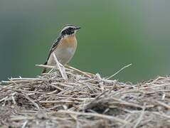 Whinchat