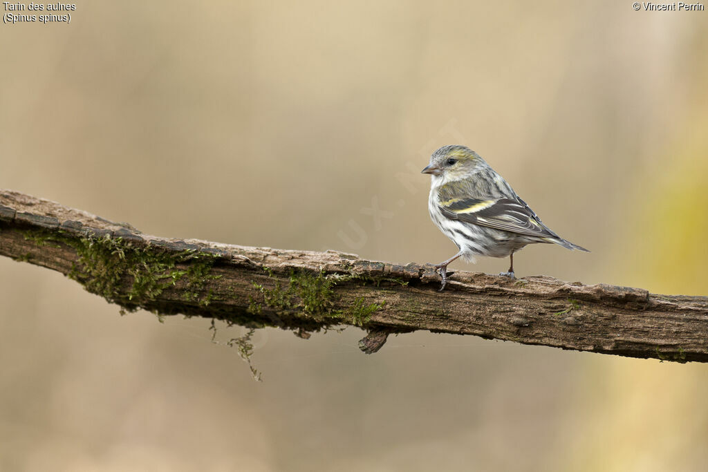 Eurasian Siskin