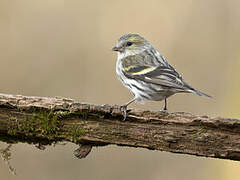 Eurasian Siskin