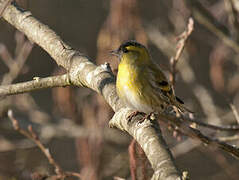 Eurasian Siskin