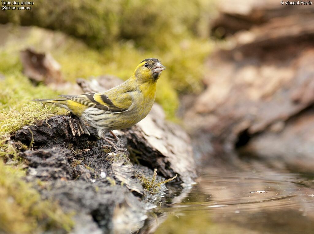 Eurasian Siskin male adult