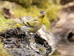 Eurasian Siskin