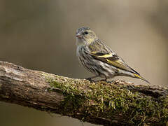 Eurasian Siskin