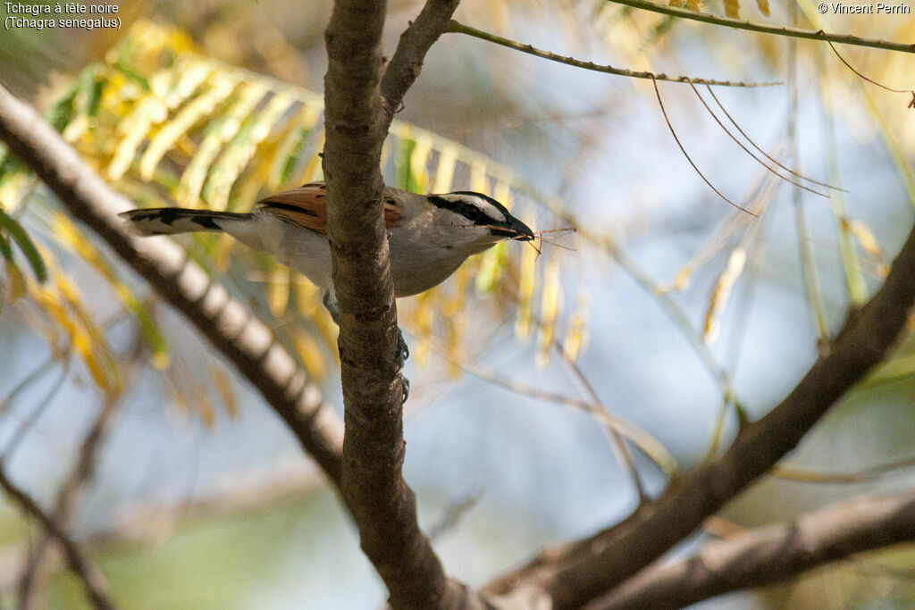 Black-crowned Tchagra