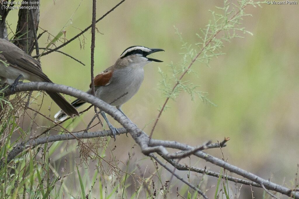 Black-crowned Tchagra, close-up portrait