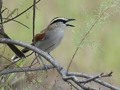 Black-crowned Tchagra