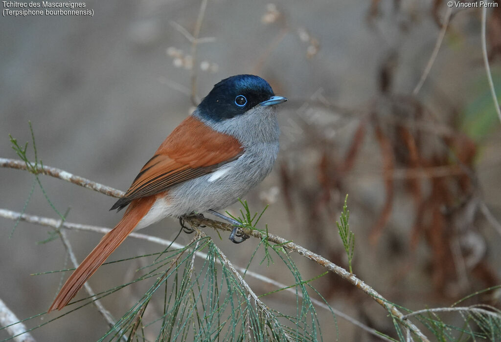 Mascarene Paradise Flycatcher male adult, eats