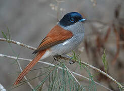 Mascarene Paradise Flycatcher