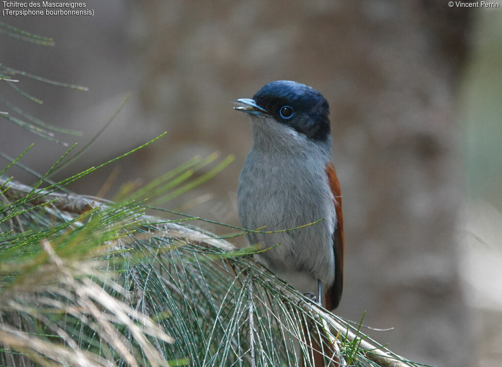 Mascarene Paradise Flycatcher male adult, eats