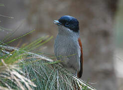 Mascarene Paradise Flycatcher