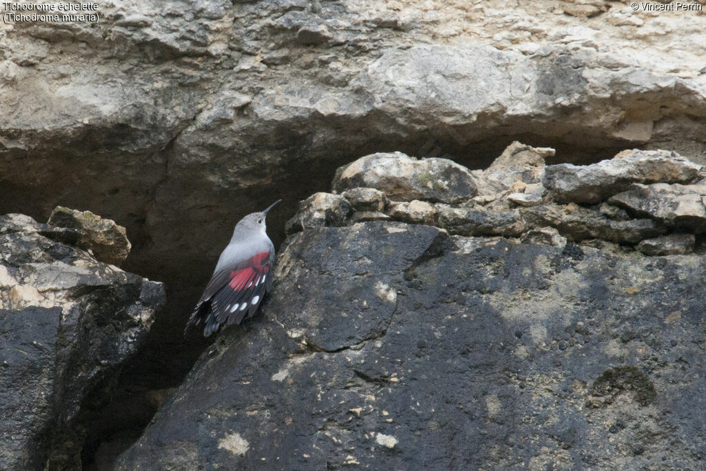 Wallcreeper