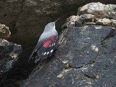 Wallcreeper