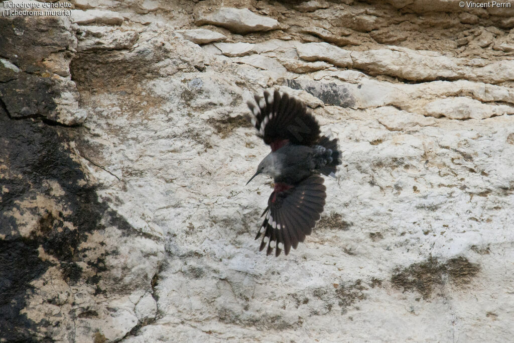 Wallcreeper