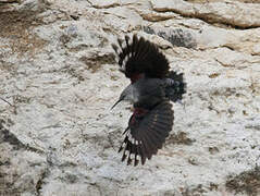 Wallcreeper