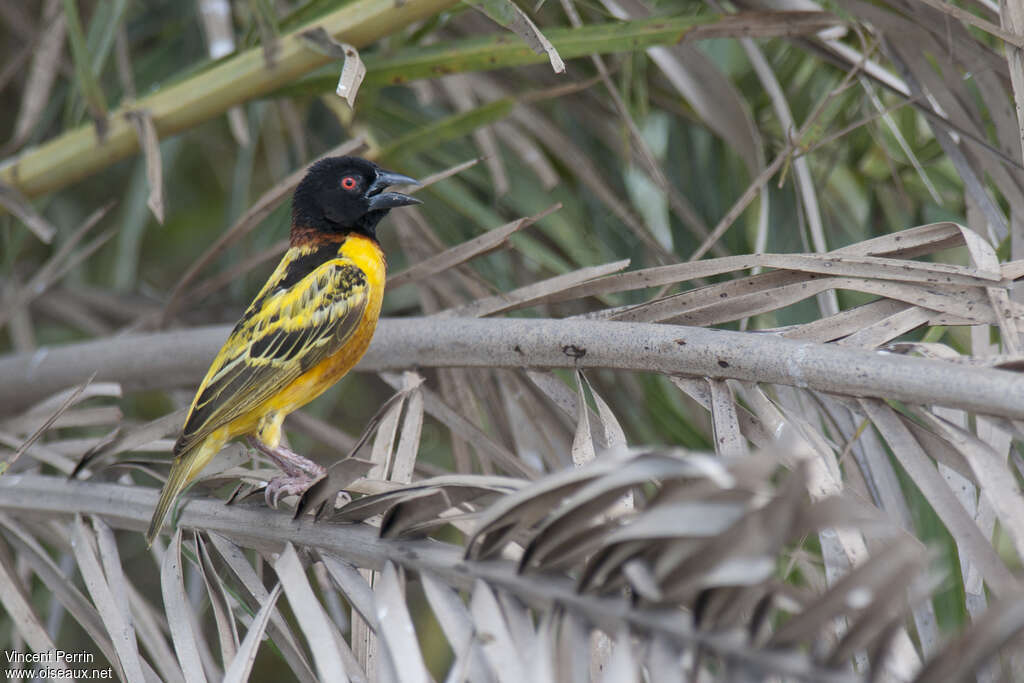 Village Weaver male adult breeding, identification