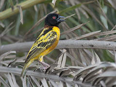 Village Weaver