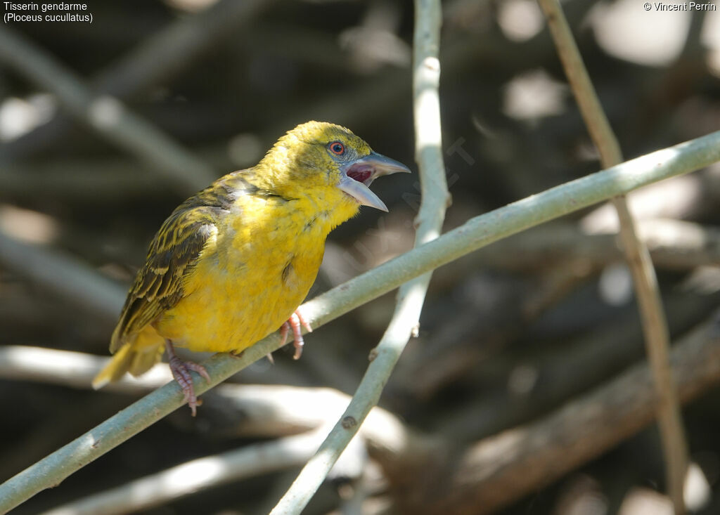 Village Weaver