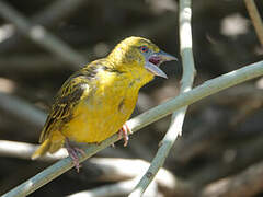 Village Weaver