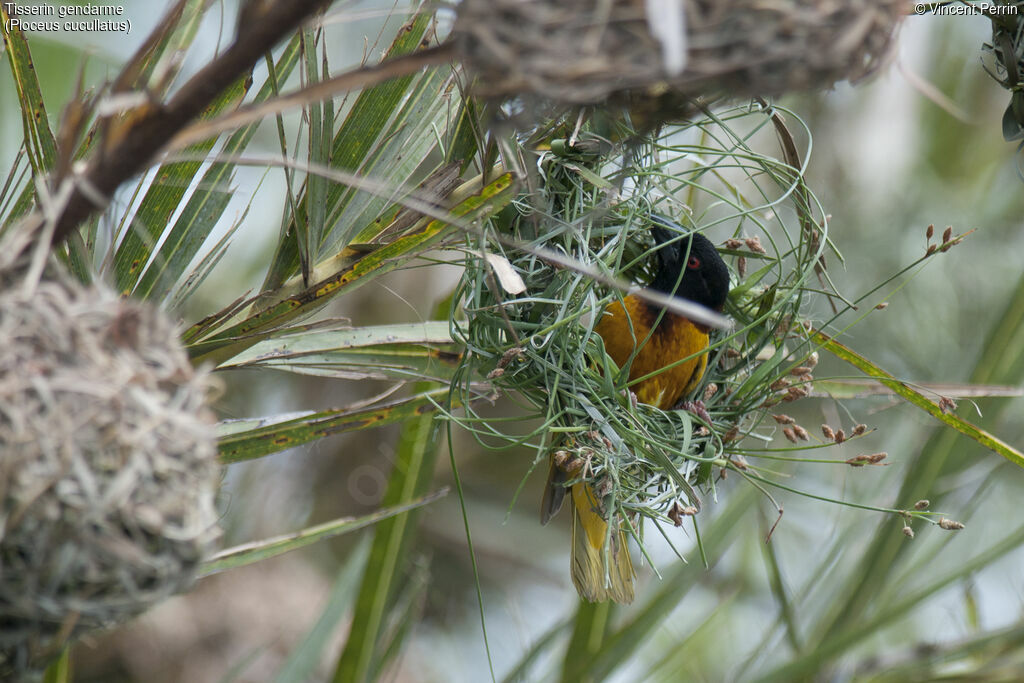 Village Weaver, Reproduction-nesting