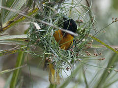 Village Weaver