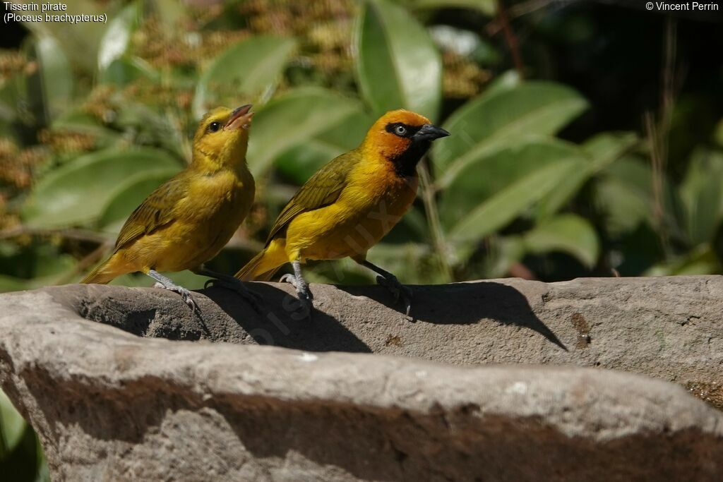 Olive-naped Weaver, drinks