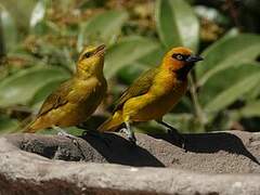 Olive-naped Weaver