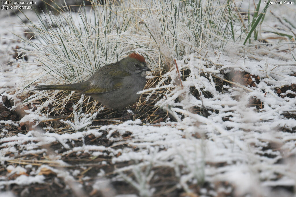 Green-tailed Towheeadult