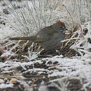 Green-tailed Towhee