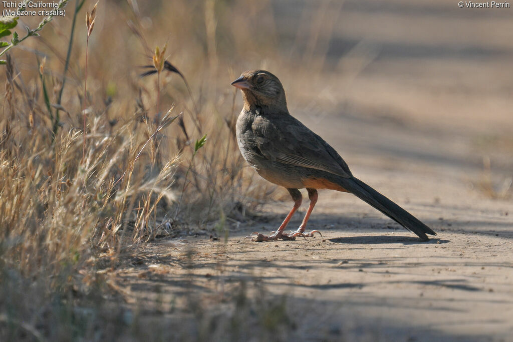 California Towheeadult