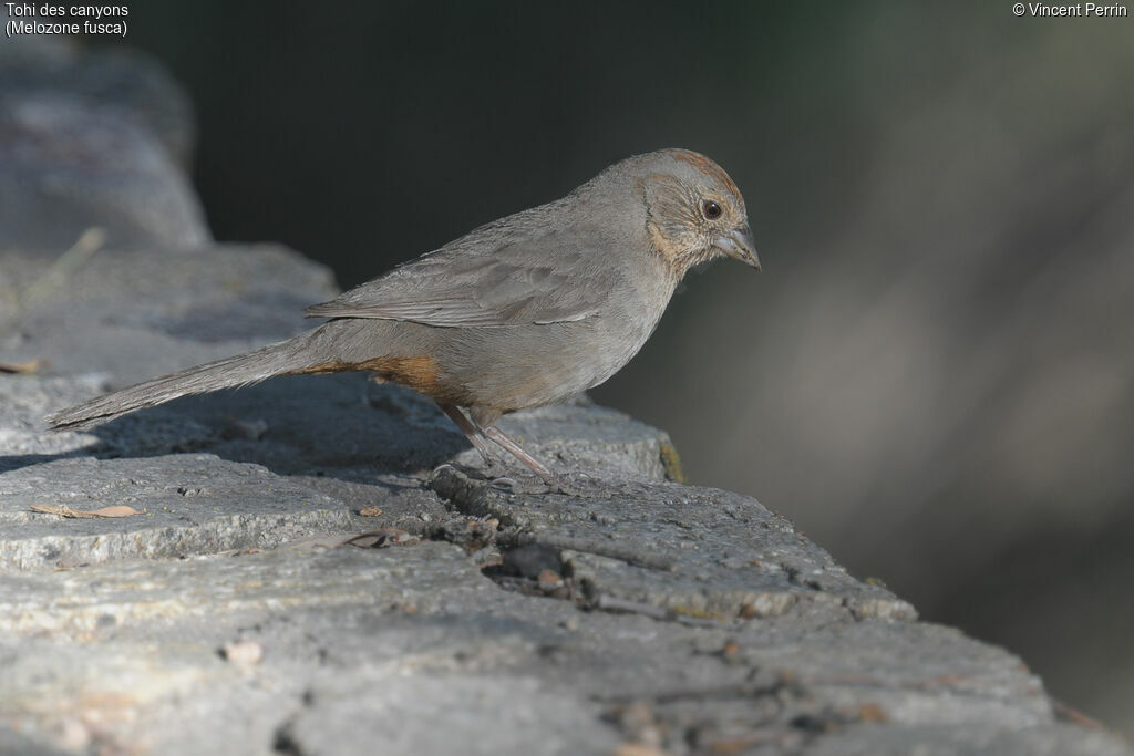 Canyon Towhee