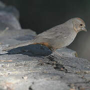 Canyon Towhee