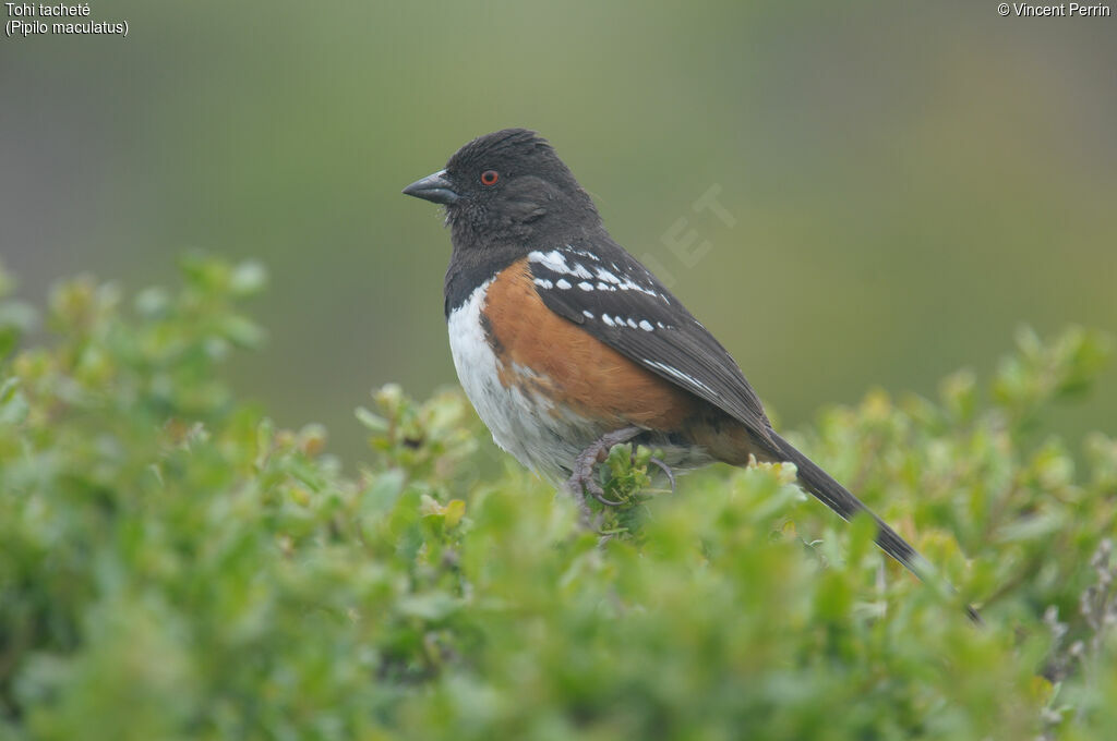 Spotted Towhee male adult