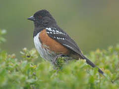 Spotted Towhee