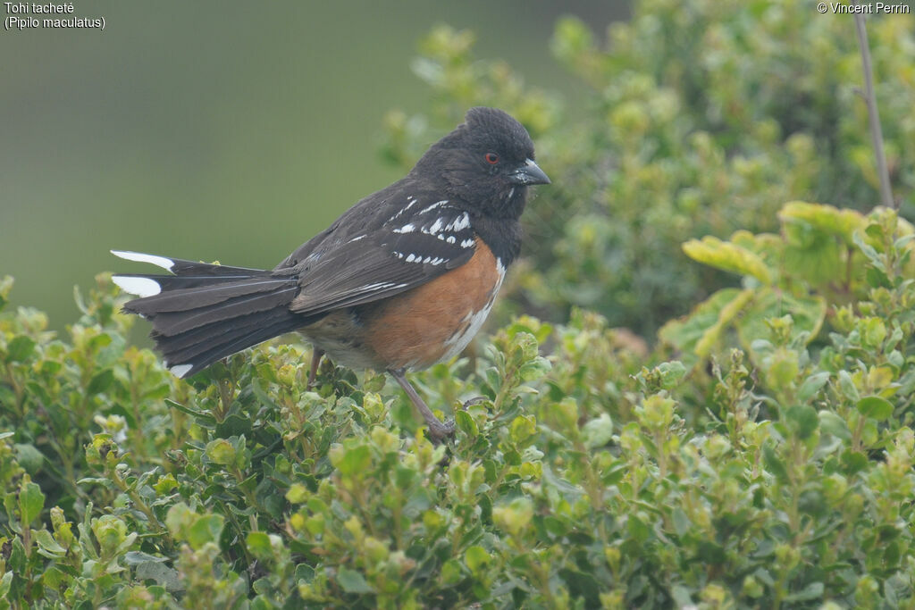 Spotted Towhee male adult