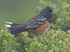 Spotted Towhee